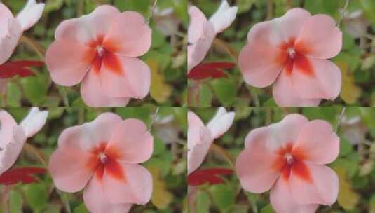 各种颜色的凤仙花高清在线视频素材下载