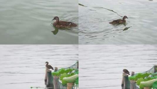 杭州西湖鸳鸯慢镜头特写高清在线视频素材下载