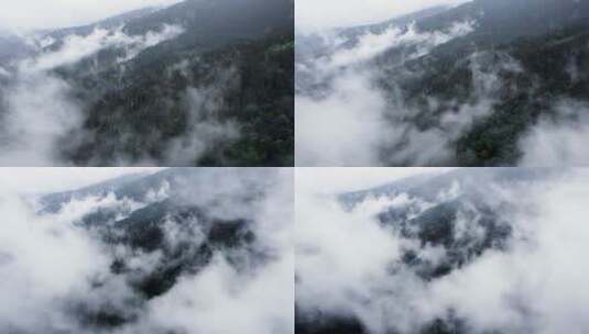 航拍一片雾蒙蒙的松林高清在线视频素材下载