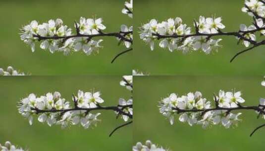 春天花植物花朵景观高清在线视频素材下载