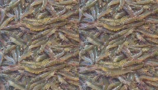 福建厦门第八市场海鲜市场售卖的海虾高清在线视频素材下载