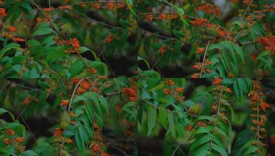 小鸟停在树枝上 绣眼鸟 采花 吃花蜜高清在线视频素材下载