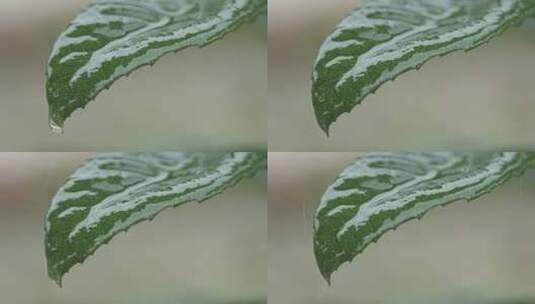 雨水树叶水滴慢镜头4K高清在线视频素材下载