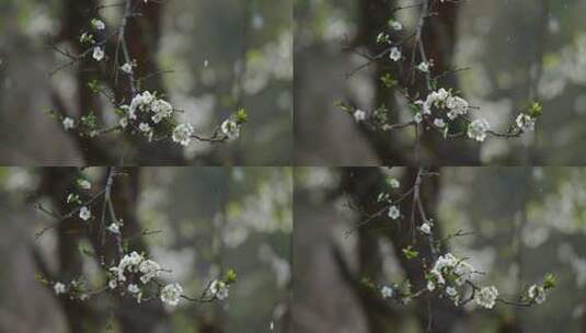 春雨中的梨花高清在线视频素材下载