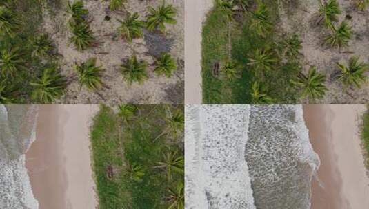 航拍海岸边的棕榈树和热带海洋景观高清在线视频素材下载