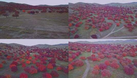 航拍内蒙古秋季枫叶林景色高清在线视频素材下载