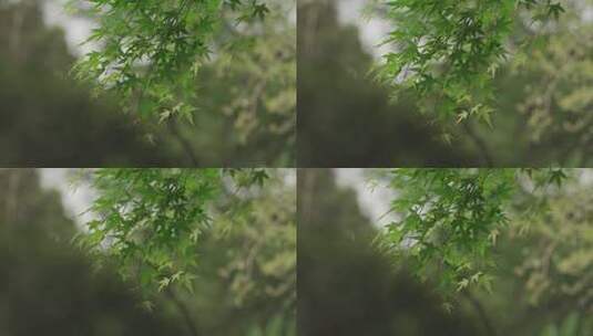 春天绿枫叶高清在线视频素材下载