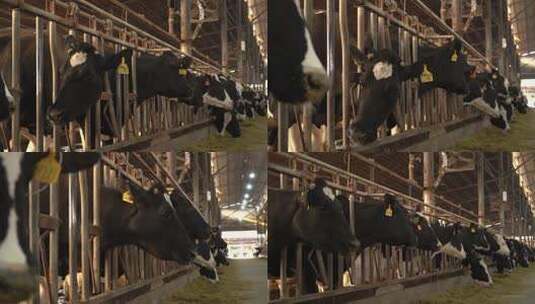 奶牛 小奶牛 奶牛场 奶牛养殖 (87)高清在线视频素材下载