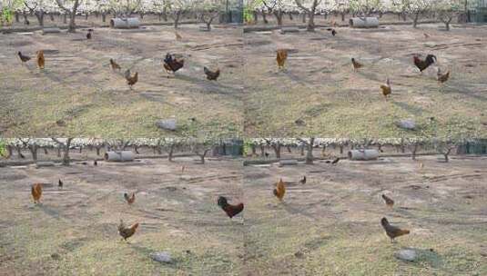 散养鸡生态养殖鸡群田园风光高清在线视频素材下载