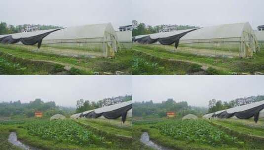 菜田 农田 大棚高清在线视频素材下载