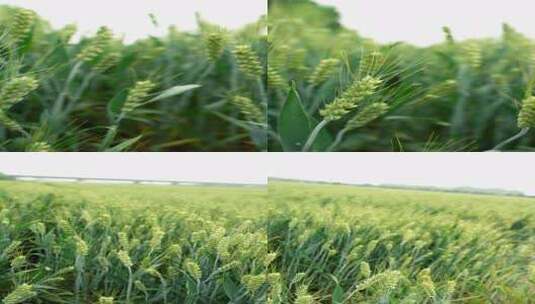 5月即将成熟的麦子高清在线视频素材下载