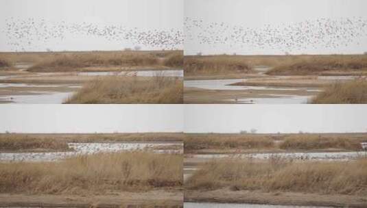 山东东营黄河口湿地初春的群鸟飞翔场景高清在线视频素材下载