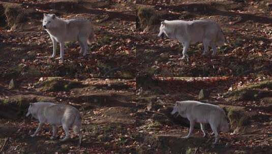 北极狼走在土丘上秋叶风光高清在线视频素材下载