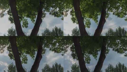 夏季树木枫树天空雨云翻腾翻卷高清在线视频素材下载