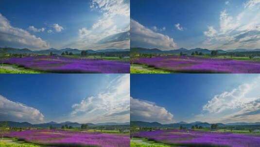 【6K】蓝天白云紫色马鞭草花海高清在线视频素材下载