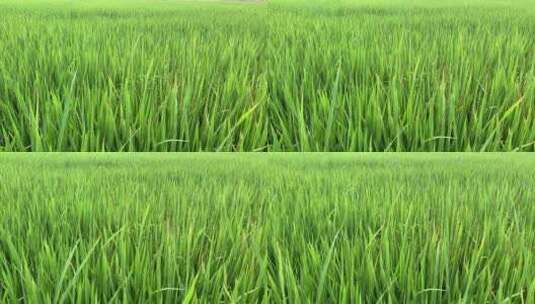 绿油油的稻田高清在线视频素材下载