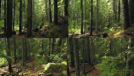 树林森林 阳光穿透过树林 大自然高清在线视频素材下载