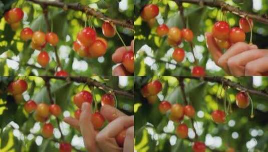 采摘一颗颗成熟的樱桃高清在线视频素材下载