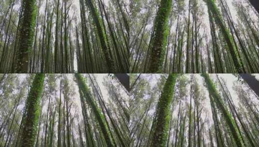 森林树木大自然高清在线视频素材下载
