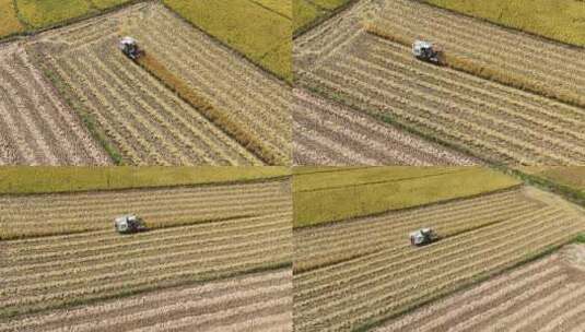 收割机收割水稻高清在线视频素材下载