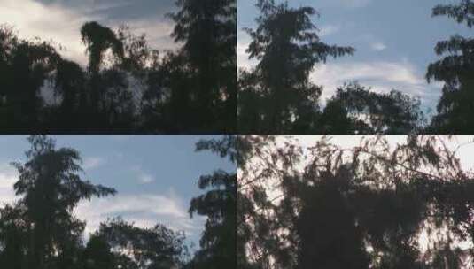 广西东兴红树林实拍视频高清在线视频素材下载