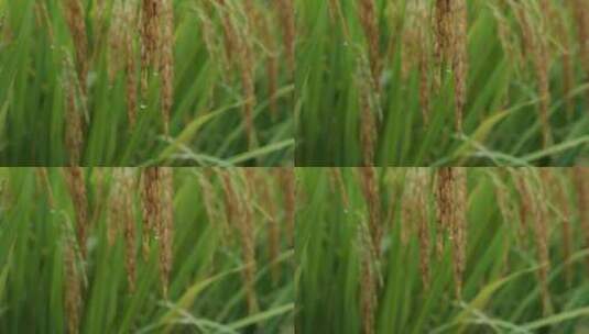 成熟的稻穗水稻特写雨露水珠田野高清在线视频素材下载