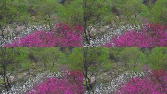 春雨滋润，泰山彩石溪桃花盛开高清在线视频素材下载