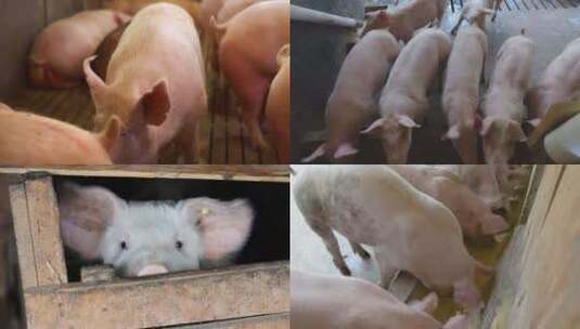 【合集】小猪猪圈养殖业畜牧高清在线视频素材下载