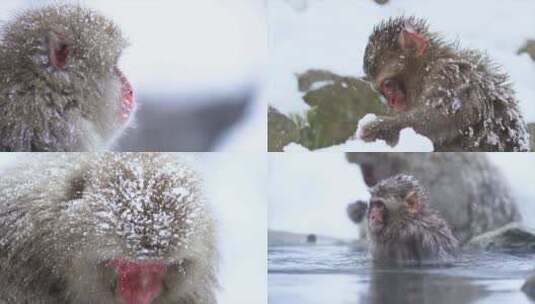 【合集】冬天雪地猴子吃雪泡温泉高清视频高清在线视频素材下载