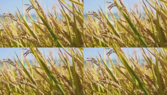 秋天成熟的水稻高清在线视频素材下载