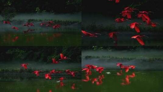 美洲红鹮成群结队飞翔如同一团团跳跃的火焰高清在线视频素材下载