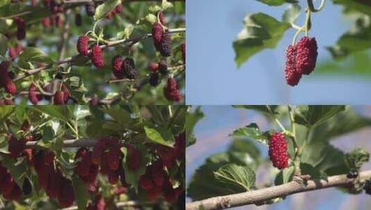 桑树桑葚红色果实高清在线视频素材下载