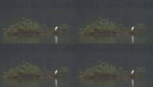湿地里蹲守的白鹭和跃出水面的鱼高清在线视频素材下载