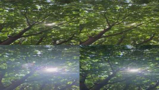 唯美阳光穿过树叶高清在线视频素材下载