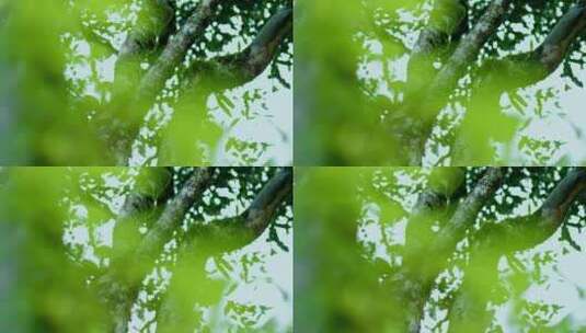 茶园生态植物有机苔藓茶叶生长状态空镜高清在线视频素材下载