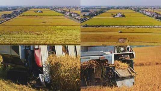 稻子收割 丰收季节 机械化生产高清在线视频素材下载