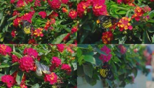 五色梅花园花丛中蝴蝶飞舞合集高清在线视频素材下载