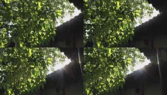 江南园林 古典建筑 阳光穿过树叶高清在线视频素材下载