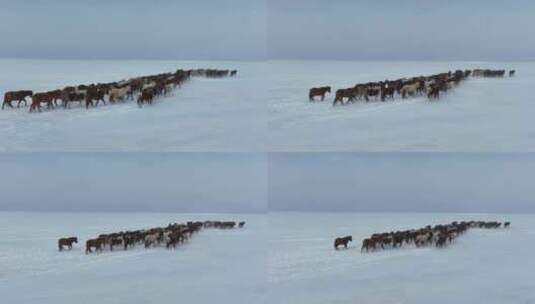 航拍呼伦贝尔冬季草原马群-84高清在线视频素材下载