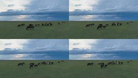 航拍呼伦贝尔秋天的草原马群380高清在线视频素材下载