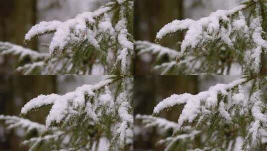 特写落满雪花的松柏高清在线视频素材下载