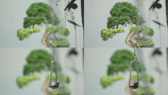 苏州本色美术馆-松树盆景高清在线视频素材下载