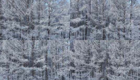 寒冬松林雪景松树林雪林雪松松枝挂雪高清在线视频素材下载