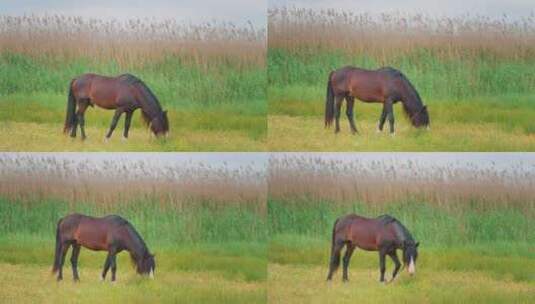 一匹马在草地上吃草高清在线视频素材下载