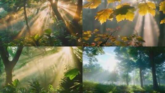 唯美大自然森林清晨阳光风景风光丁达尔逆光高清在线视频素材下载