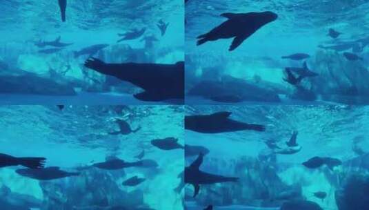 海洋公园水下海豚海豹高清在线视频素材下载