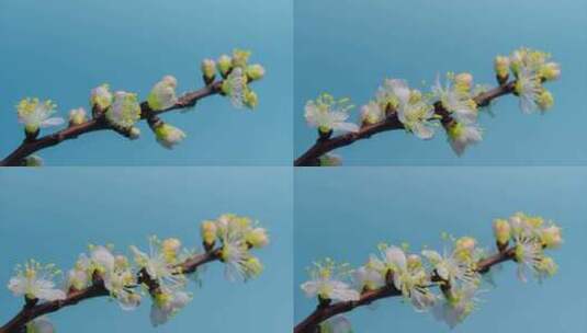 春暖花开杏花绽放过程微距延时高清在线视频素材下载