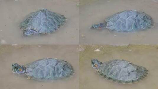 水里的一只乌龟巴西龟高清在线视频素材下载