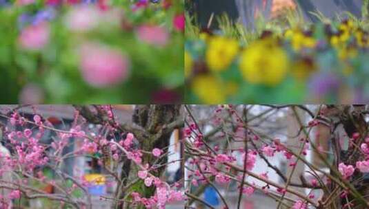 春天来了花朵盛开草木植被风景视频素材高清在线视频素材下载