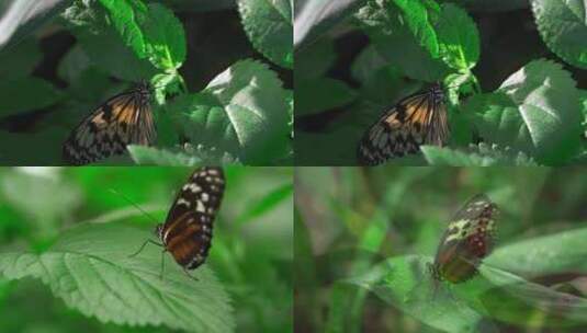 各式各样的蝴蝶蝴蝶觅食蝴蝶特写高清在线视频素材下载